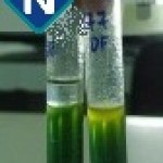 Figura 2 - OF-Glicose após 72 horas de incubação