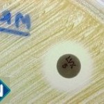 Zoom Antibiograma - 1