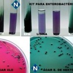 Imagem 6 - Bactéria 2