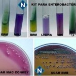 Imagem 5 - Bactéria 1